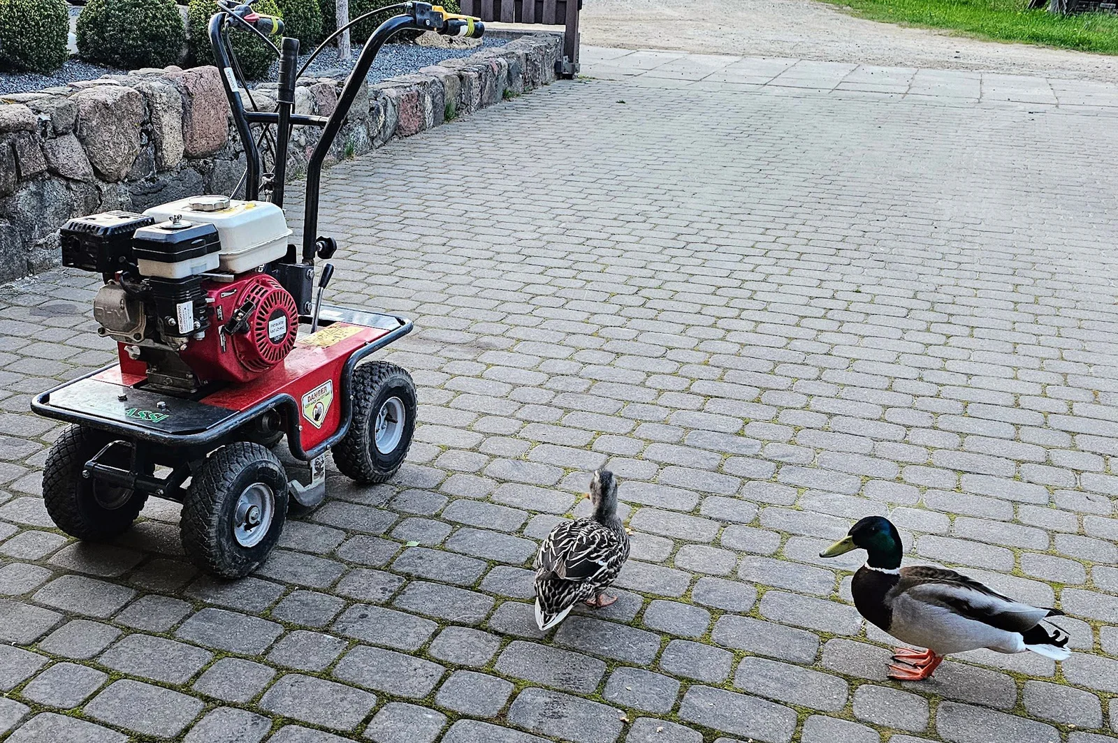 Velėnos nuėmejo (rėžtuvo) nuoma Vilniuje Vėlėnos riežtuvo nuoma