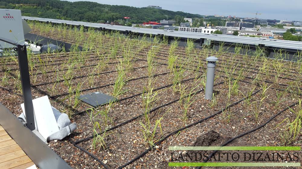 Lašelinio laistymo sistema ant apželdinto pastato stogo tarp pasodintų augalų