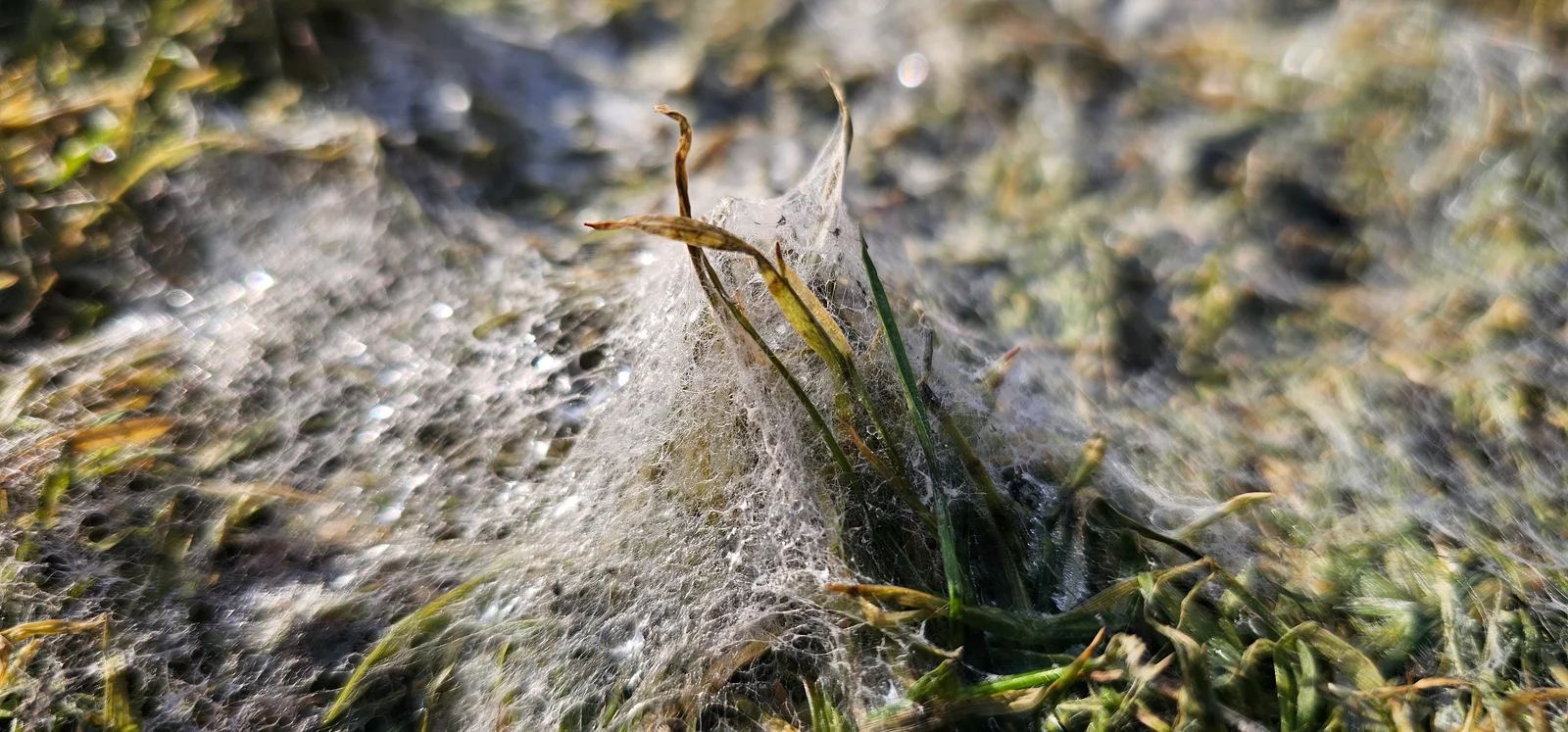 Sniego pelėsio pažeista veja – sidabrinės pelėsio dėmės ant žolės