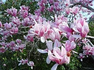 Rožiniai Sulanžo magnolijos žiedai ant belapių šakų