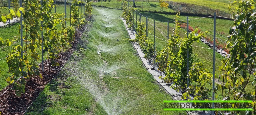Rotaciniai purkštuvai laisto veją tarp vynuogių eilių