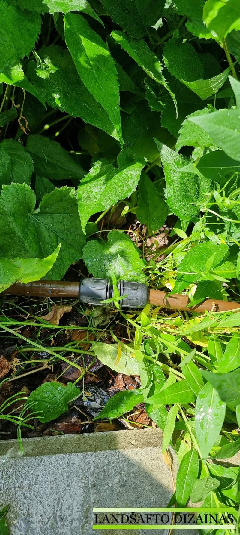 Rudas lašelinio laistymo vamzdis su juoda jungtimi tarp žalių augalų